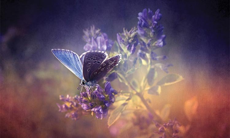 Omaggio a una farfalla
