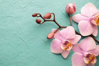 O lecție de la orhidee