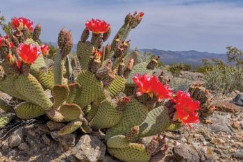 The broad-leafed cactus