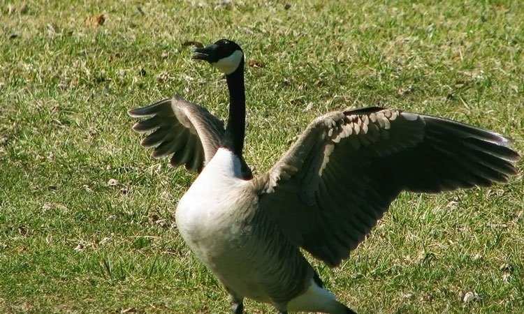 The lone goose