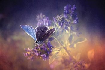 Tribut an einen Schmetterling