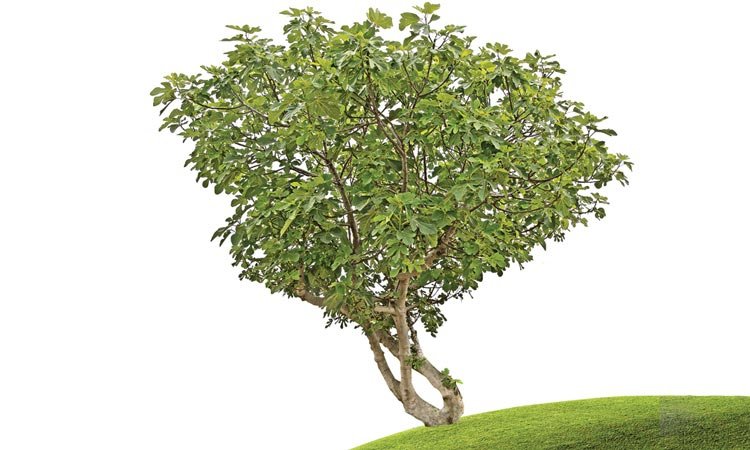 Tajemnica drzewa figowego