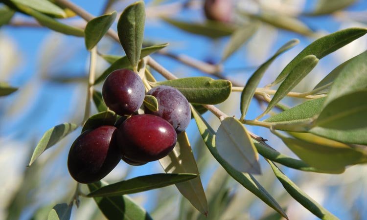 Μια αποτελεσματική εναλλακτική επιλογή