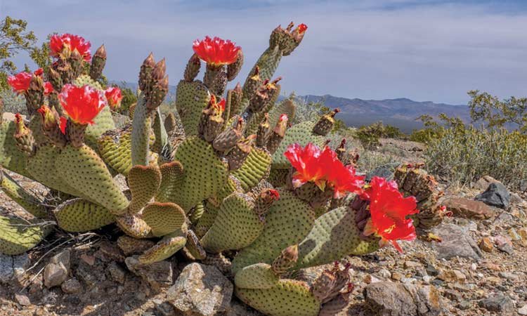 The broad-leafed cactus