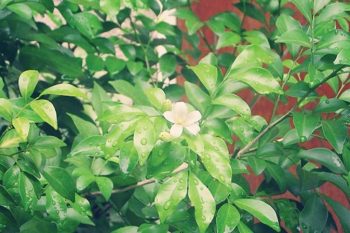 The jasmine bush
