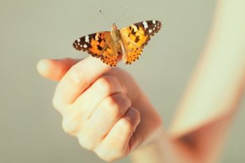 Begegnungen mit Schmetterlingen