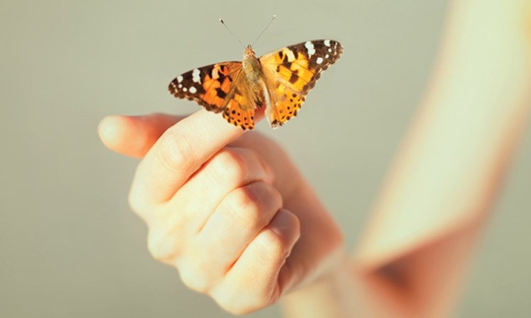 Butterfly encounters