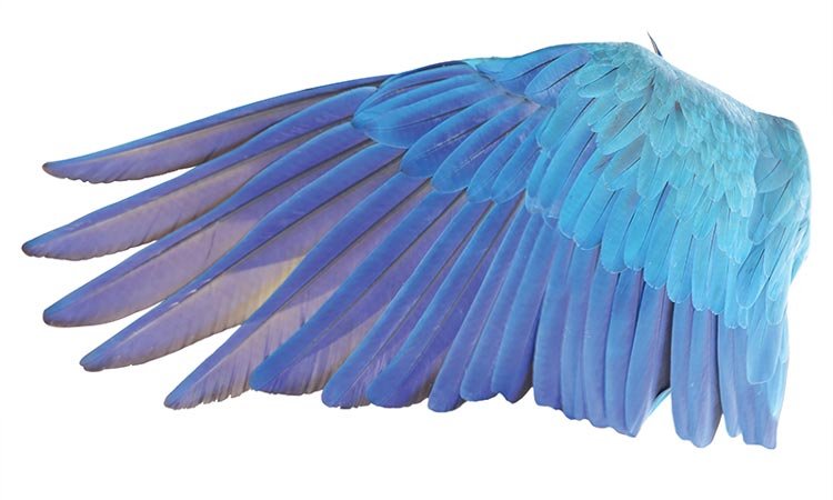 Wings from weights