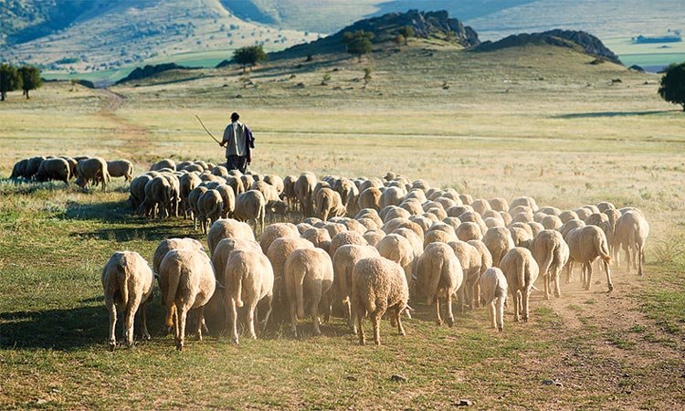 A jó pásztor