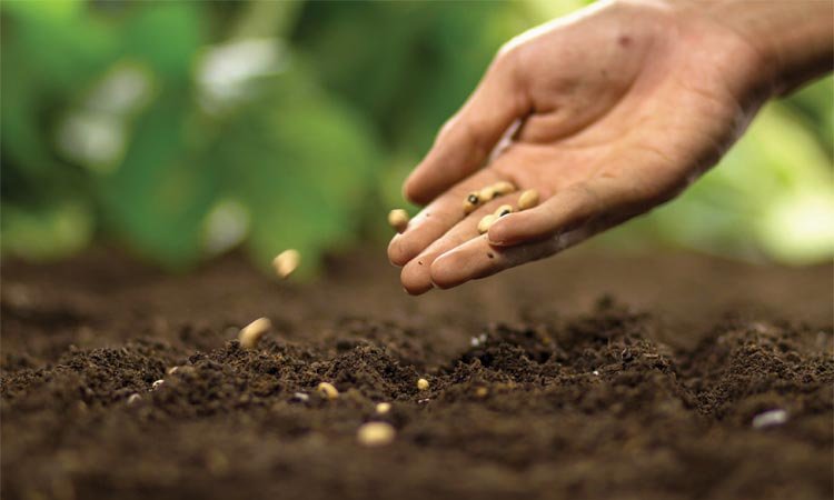 The parable of the Sower