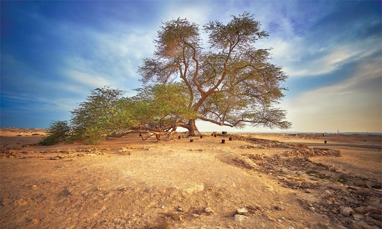 Des arbres dans le désert