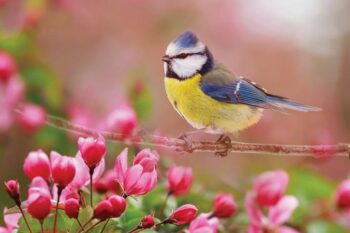 Trusting in God’s Care