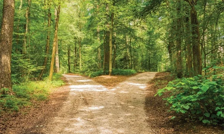 What does God’s will look like?