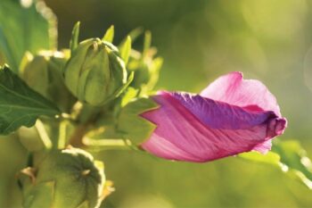 Holding on to hope