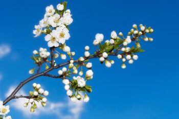The flowers will come