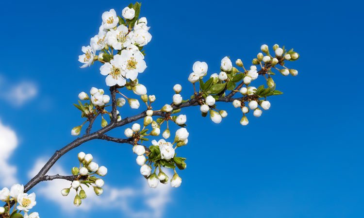 Die Blüten werden kommen
