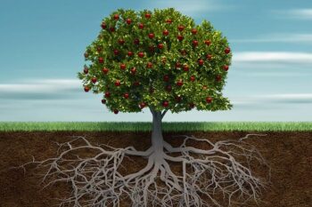 Roots