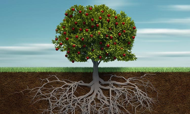 Roots