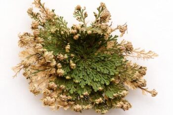 Easter resurrection plants