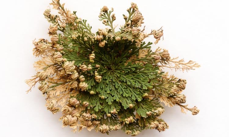Planta învierii