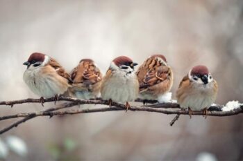 He sees every sparrow