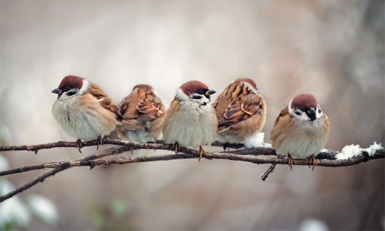 He sees every sparrow