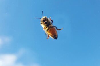 The bee