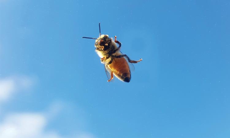 The bee